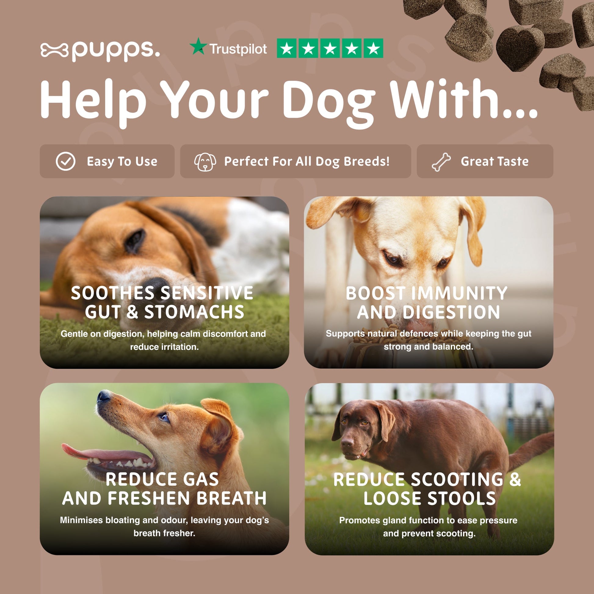 Digestive support chews for dogs with sensitive stomachs and gut health concerns