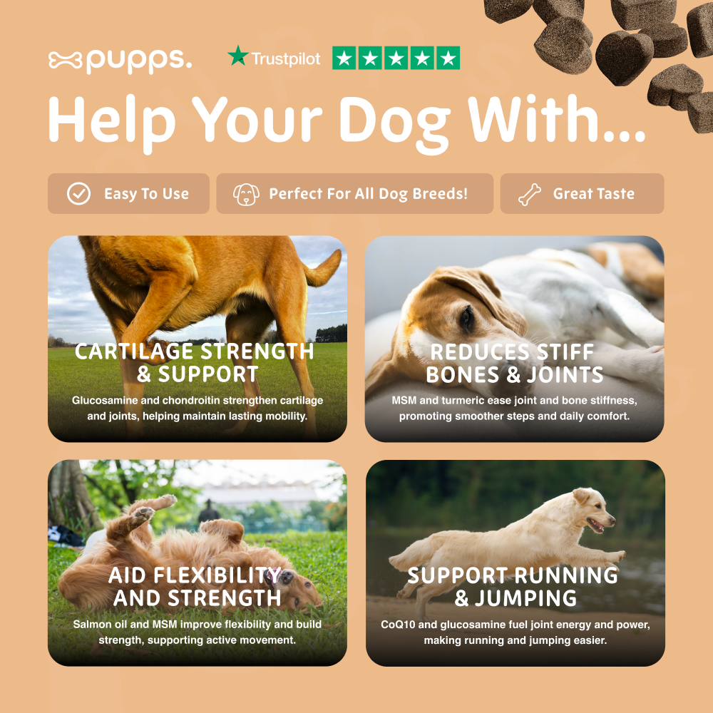 Hip and joint mobility support for active dogs
