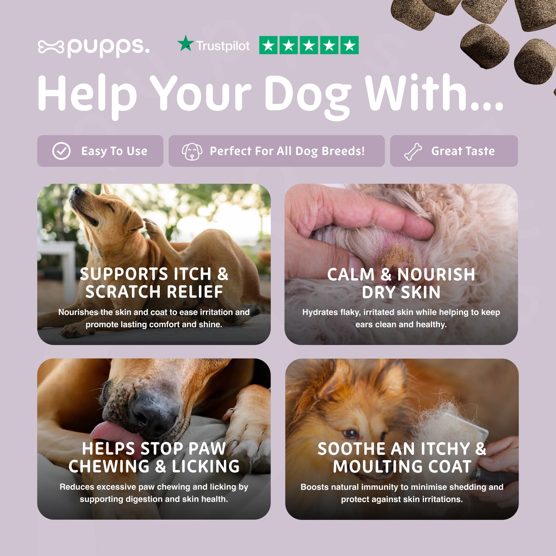 Dog with itchy skin receiving support for coat condition, skin comfort and paw licking