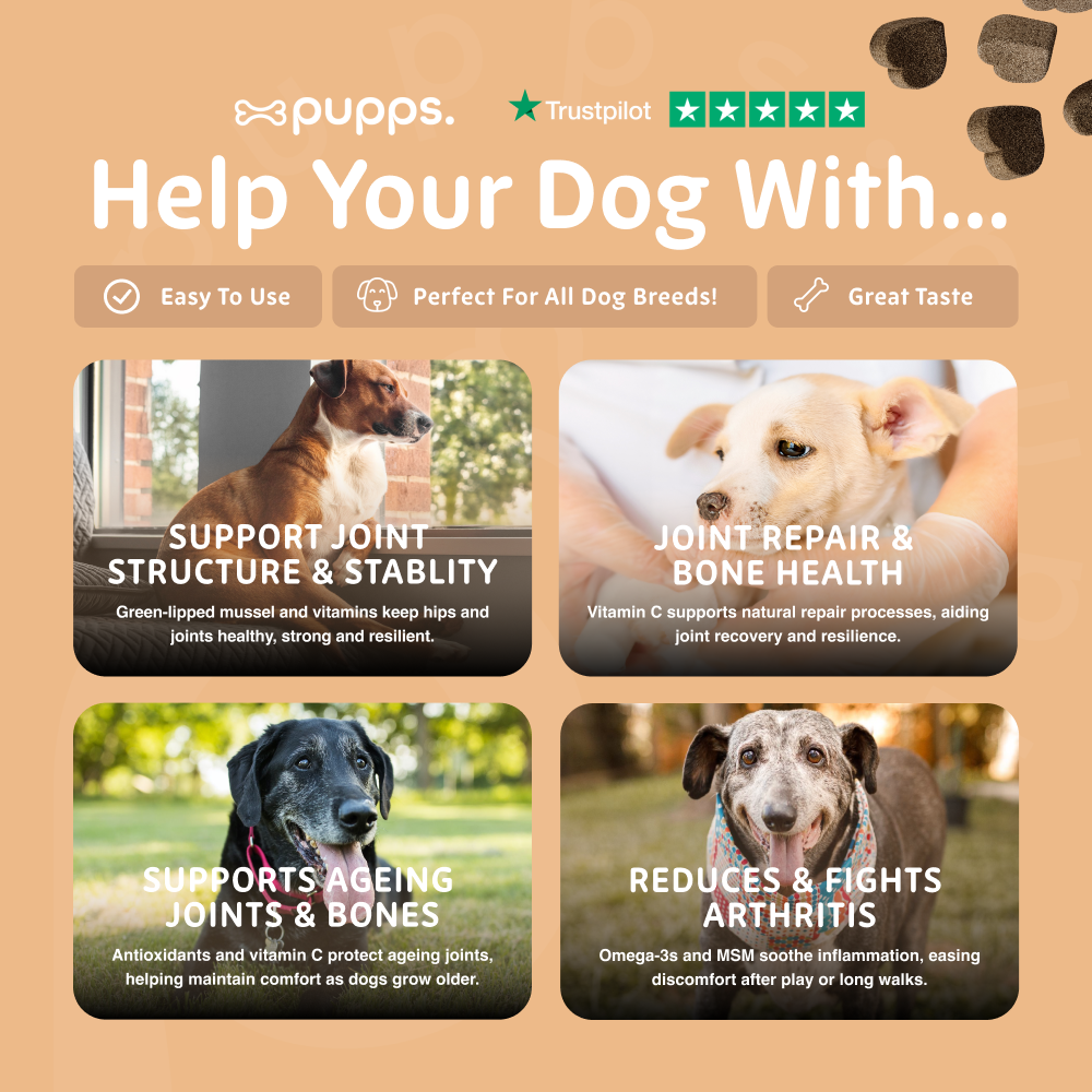 Joint support chews for ageing dogs with mobility stiffness