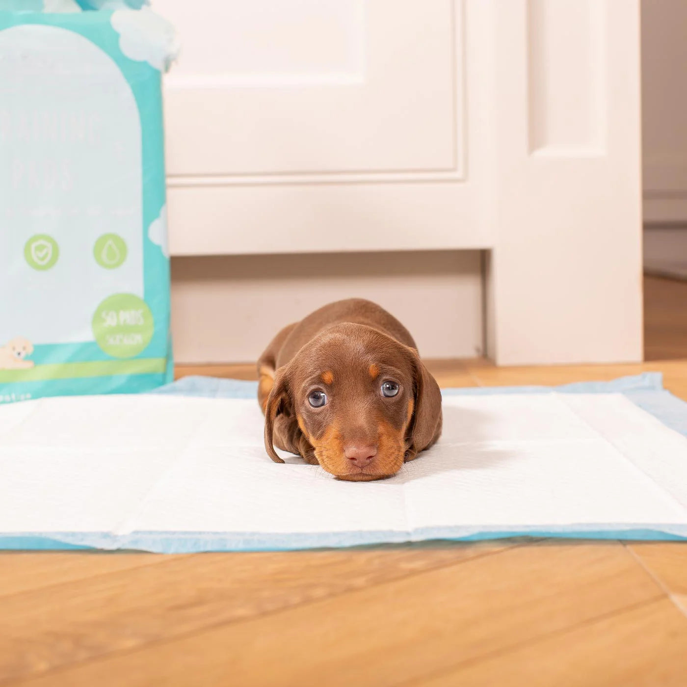 Puppy resting on absorbent puppy training pads indoors
