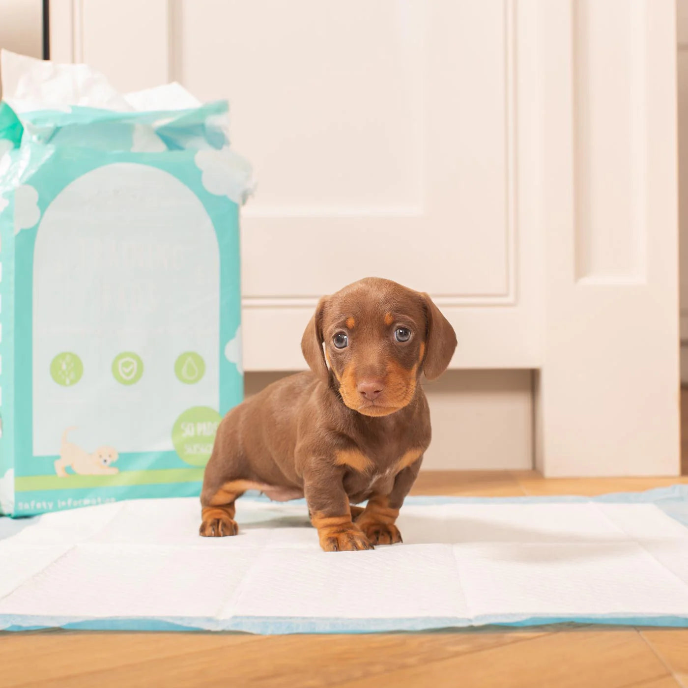 Puppy standing on absorbent puppy training pads indoors