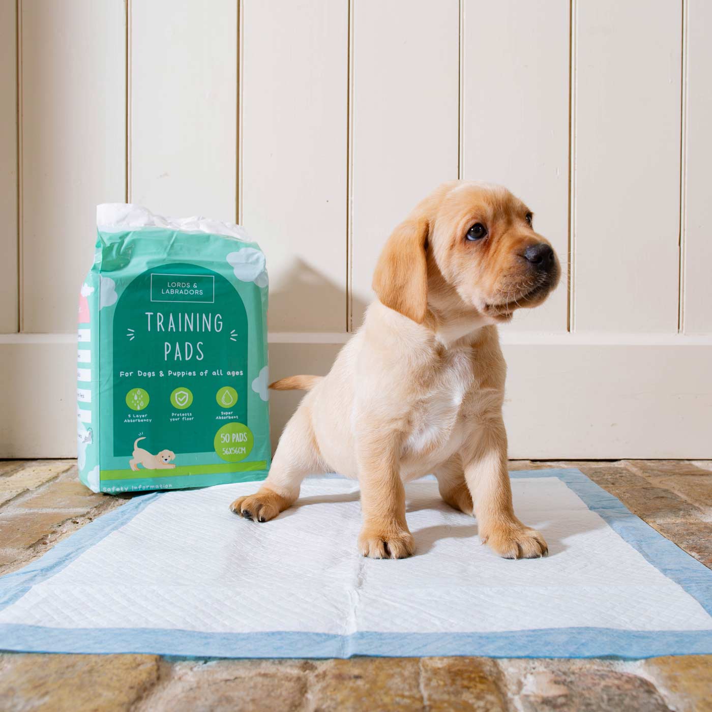 Puppy sitting on puppy training pads during toilet training