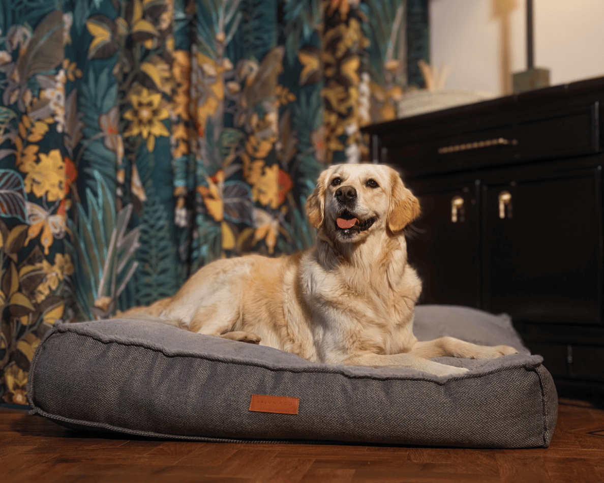 Dog relaxing on the Ralph & Co Balmoral Luxury Pillow Dog Bed.