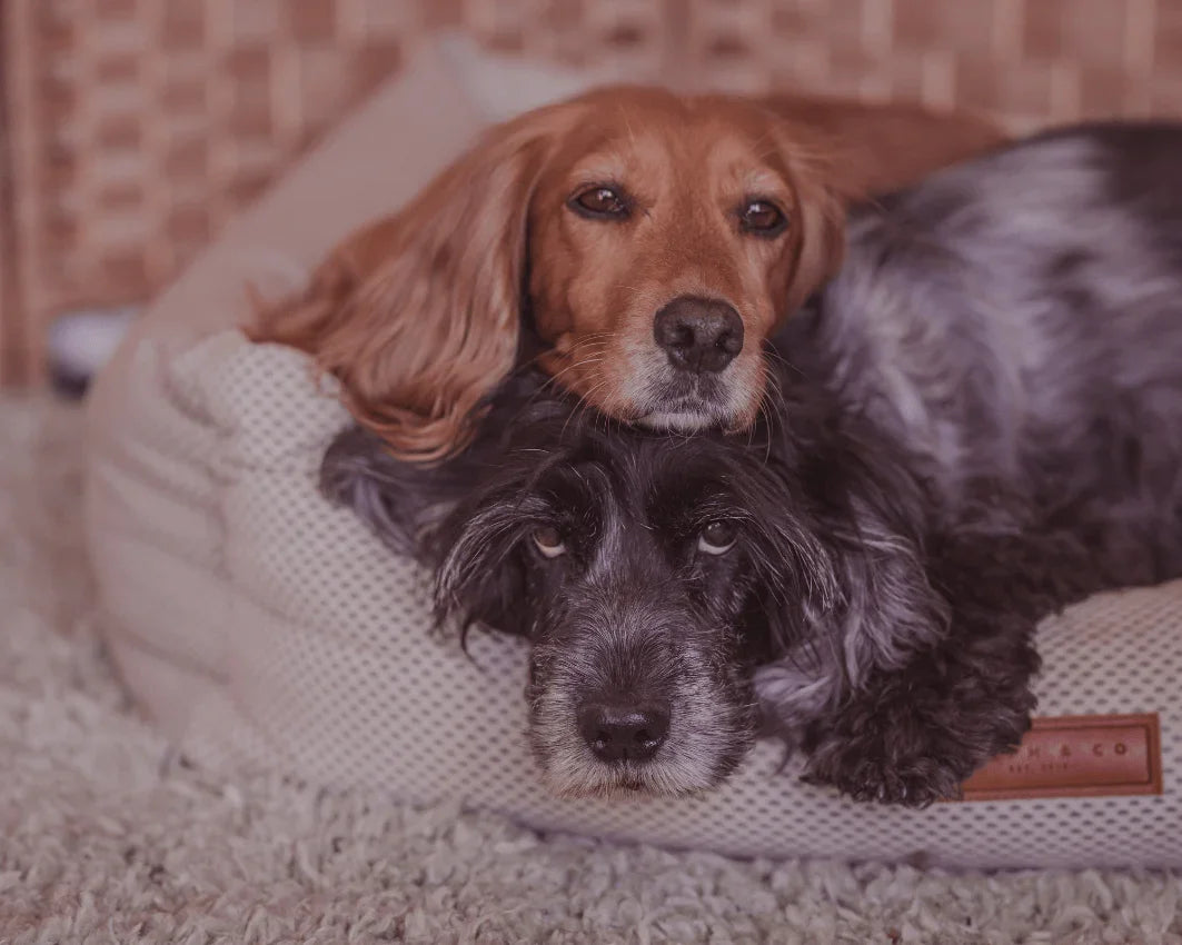 Two dogs relaxing in the Ralph & Co Chatsworth orthopaedic memory foam dog bed