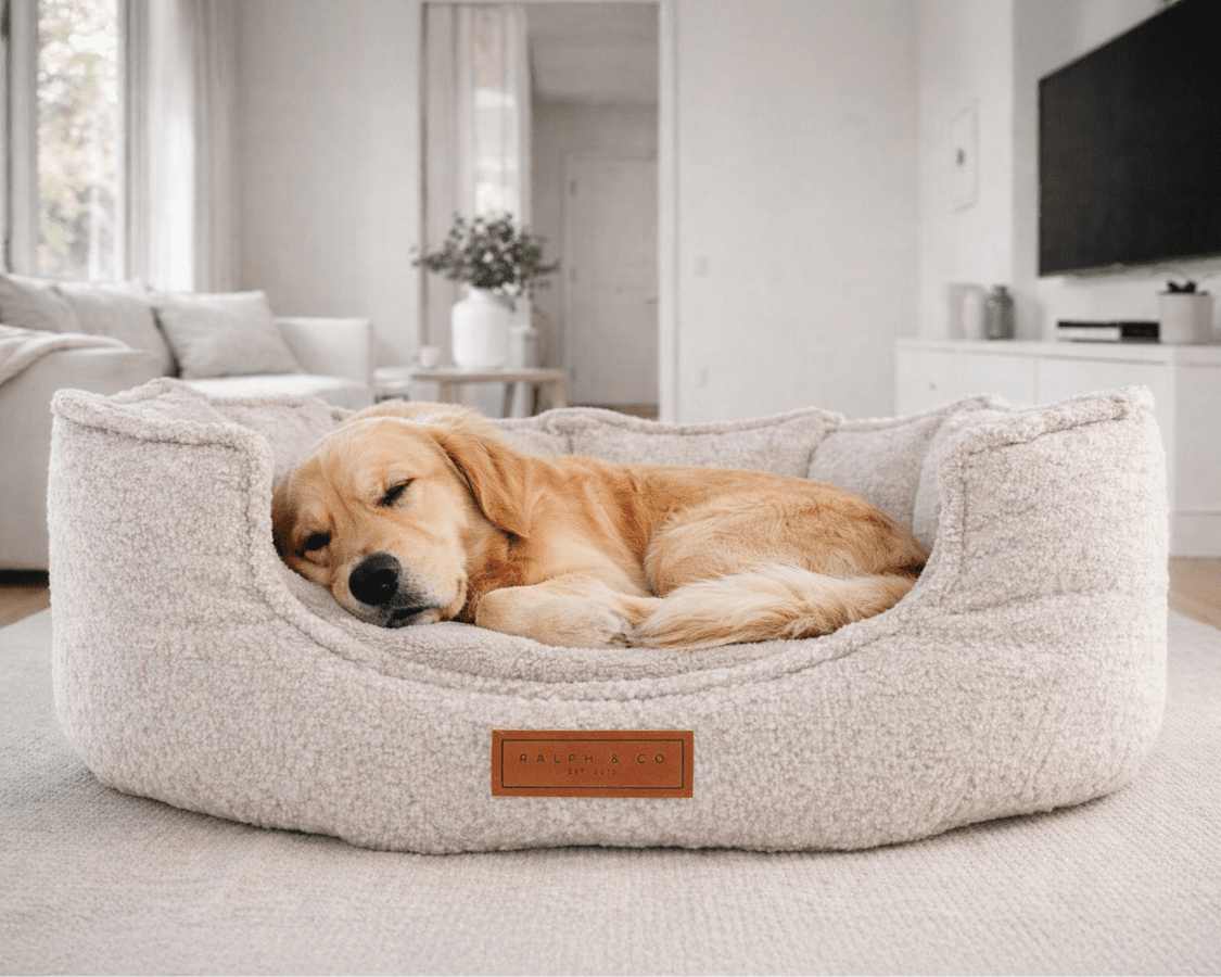 Dog resting in the Ralph & Co Cotswold Luxury Bouclé Memory Foam Dog Bed