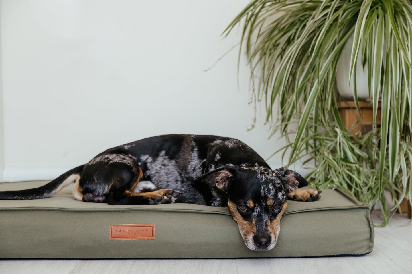 Dog relaxing on the Ralph & Co Henley Waterproof Orthopaedic Memory Foam Pillow Dog Bed.