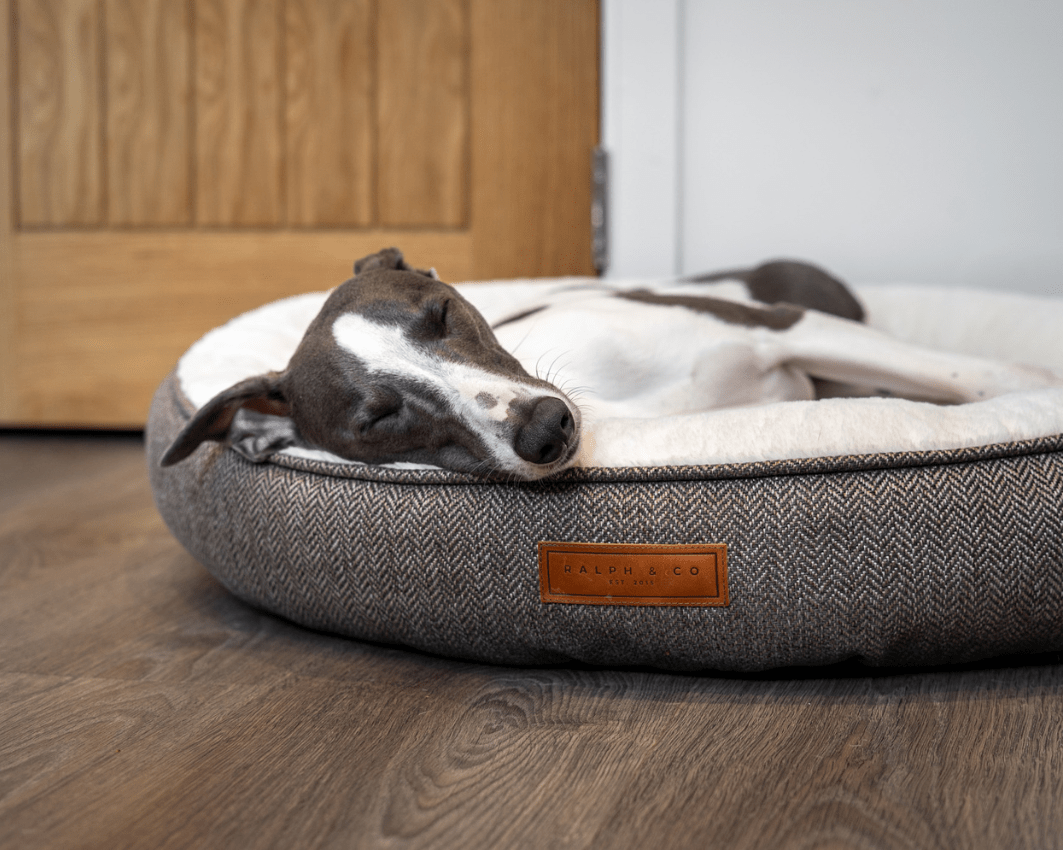 Dog relaxing on the Ralph & Co Lincoln Luxury Tweed Herringbone Donut Dog Bed