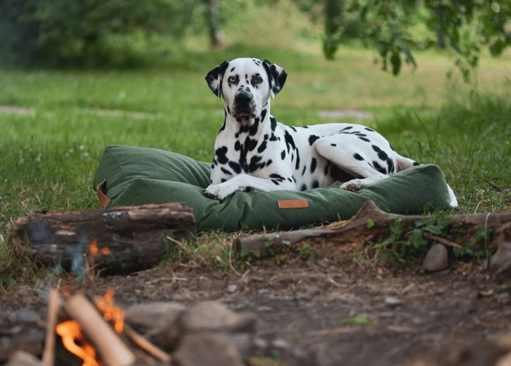 Dalmatian relaxing on the Ralph & Co Richmond Luxury Pillow Dog Bed.