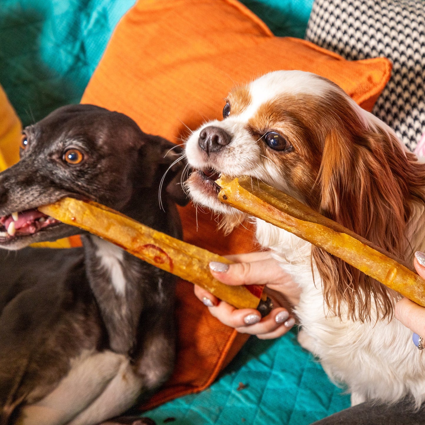 Two dogs, one black and one with brown and white fur, both eating large natural dog treats.
