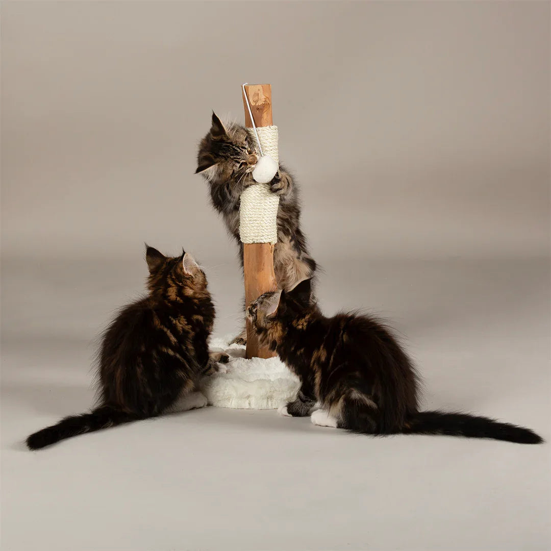 Kittens using Scruffs Andes scratching post for play and clawing
