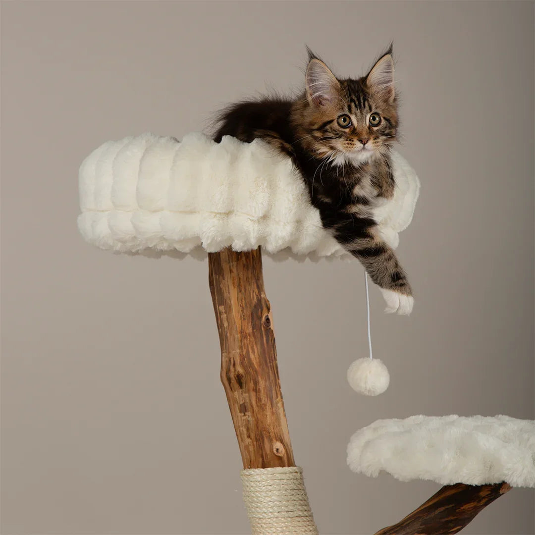 Kitten resting on the top bed of the Scruffs Alpine Atlas cream cat tree