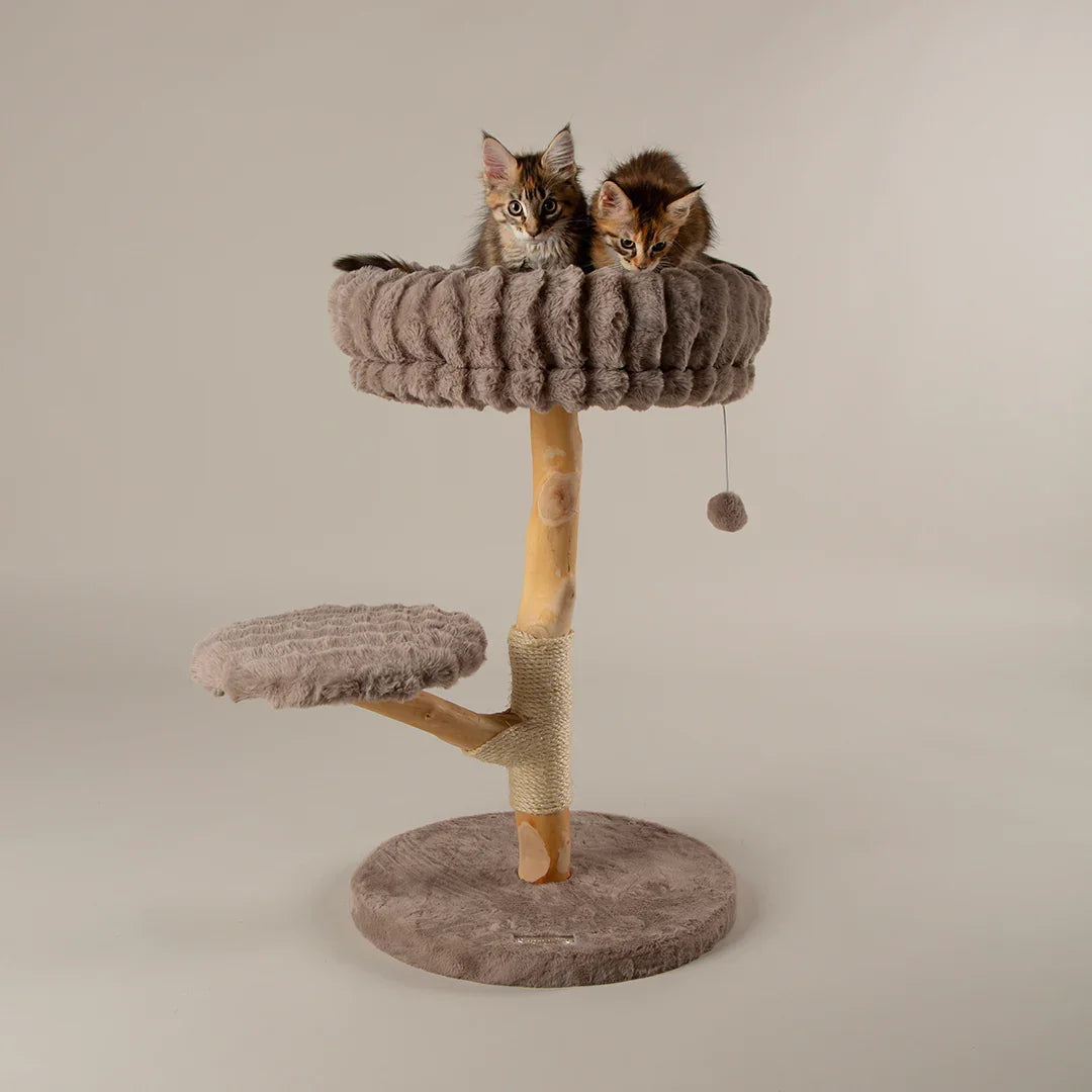 Two kittens resting on the top bed of the Scruffs Alpine Atlas taupe cat tree