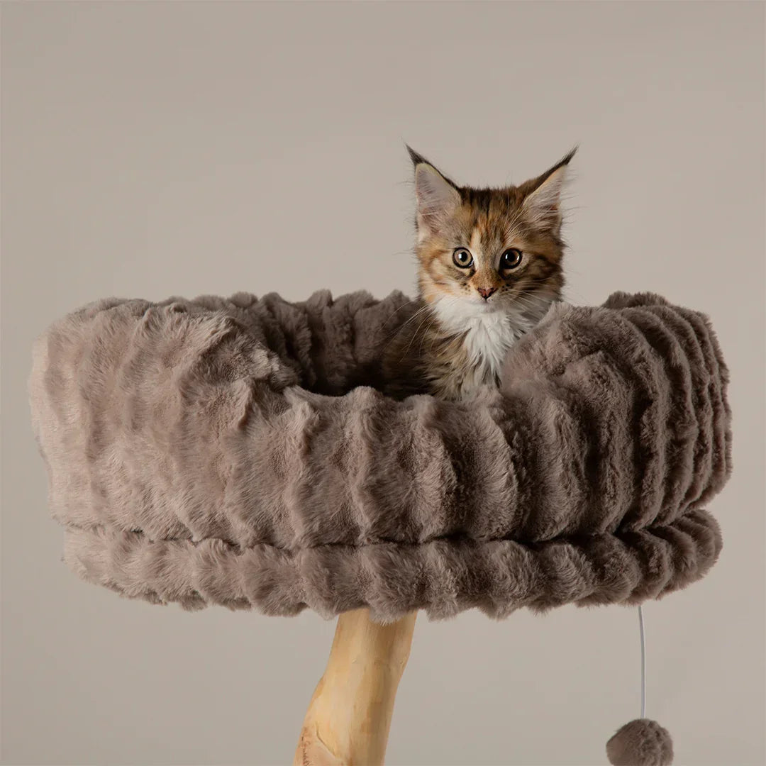 Cat resting in the padded top bed of the Scruffs Alpine Colorado taupe cat tree