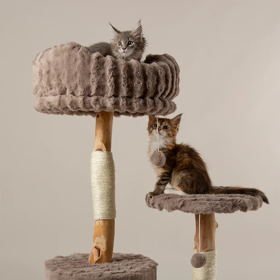 Two kittens sitting on different levels of the Scruffs Alpine Colorado taupe cat tree