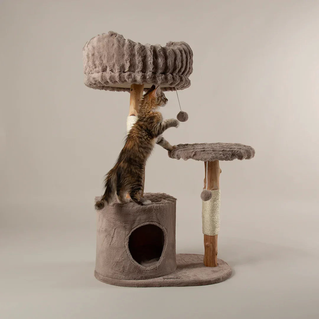 Cat climbing the Scruffs Alpine Colorado taupe cat tree with raised bed and scratching post