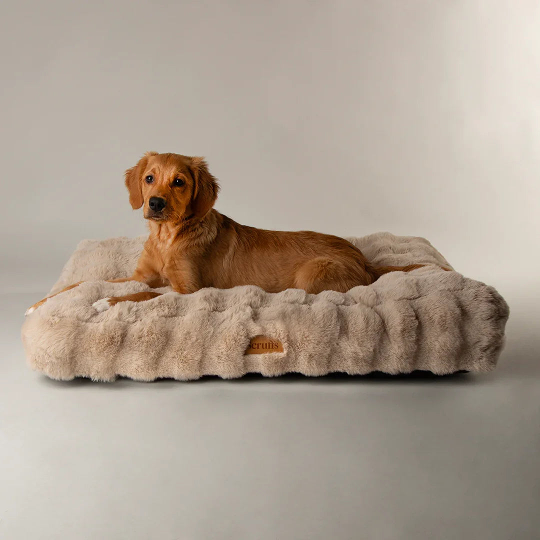 Small dog resting on Scruffs Alpine luxury dog mattress
