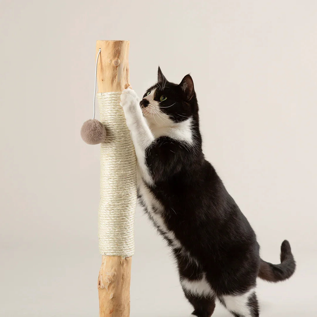 Black cat climbing Scruffs Alpine Rockies cat scratching post in taupe