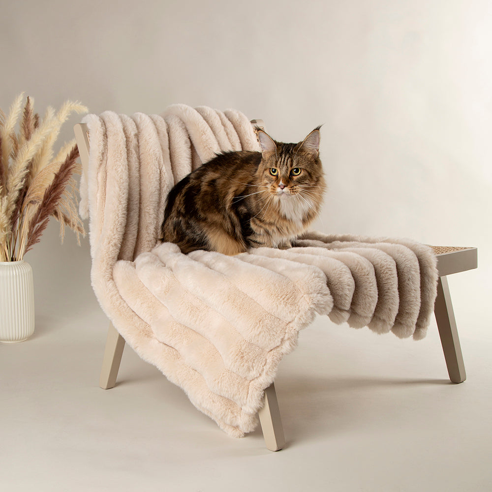 Cat resting on a cream faux fur blanket on a wooden chair in a living room