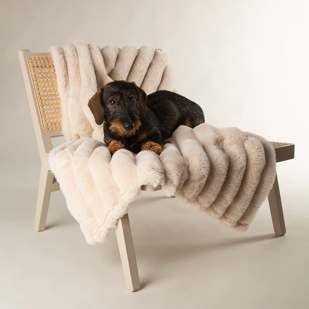 Dog lying on a cream faux fur blanket on a wooden chair in a living room.