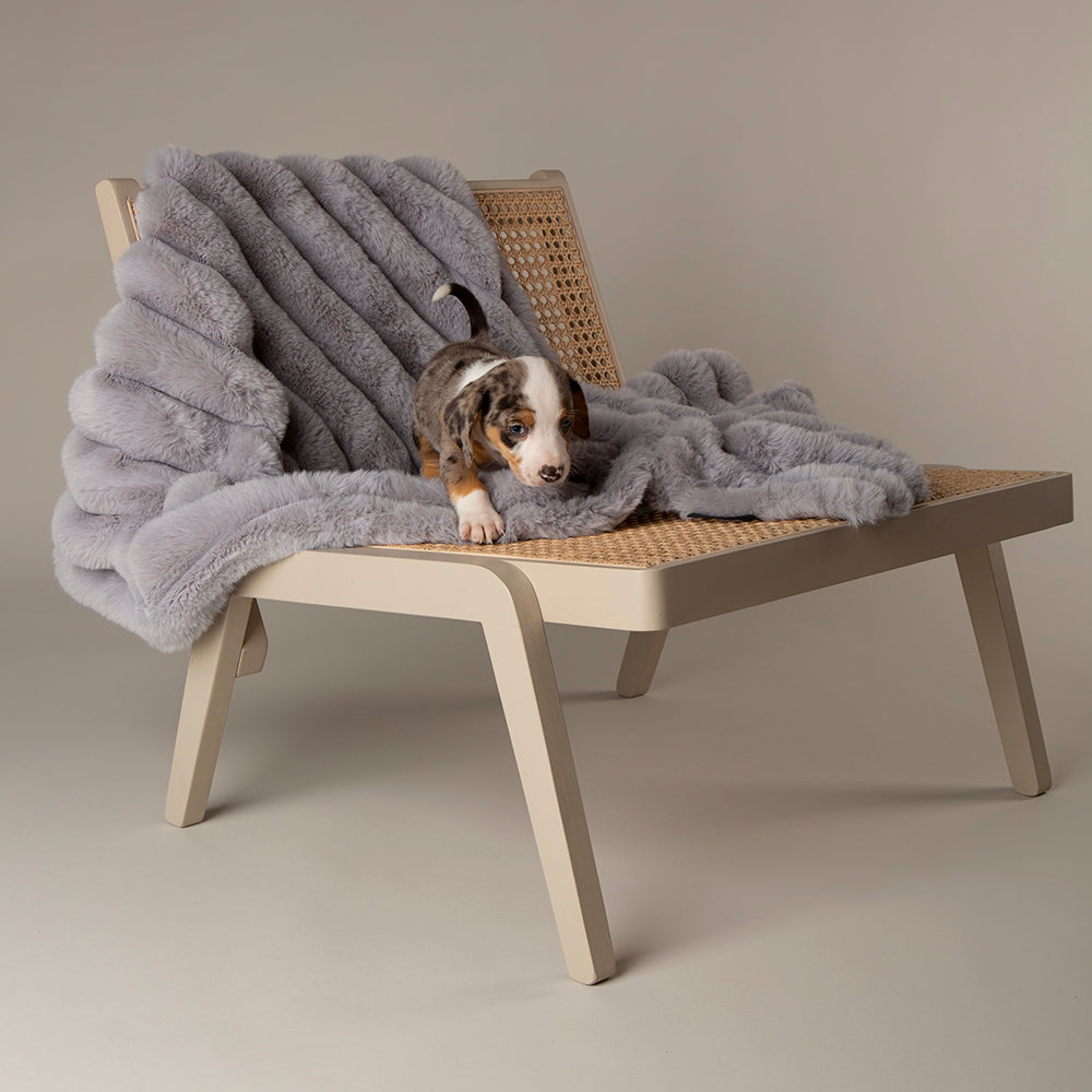 Dog sitting on a grey faux fur blanket on a wooden chair in a living room
