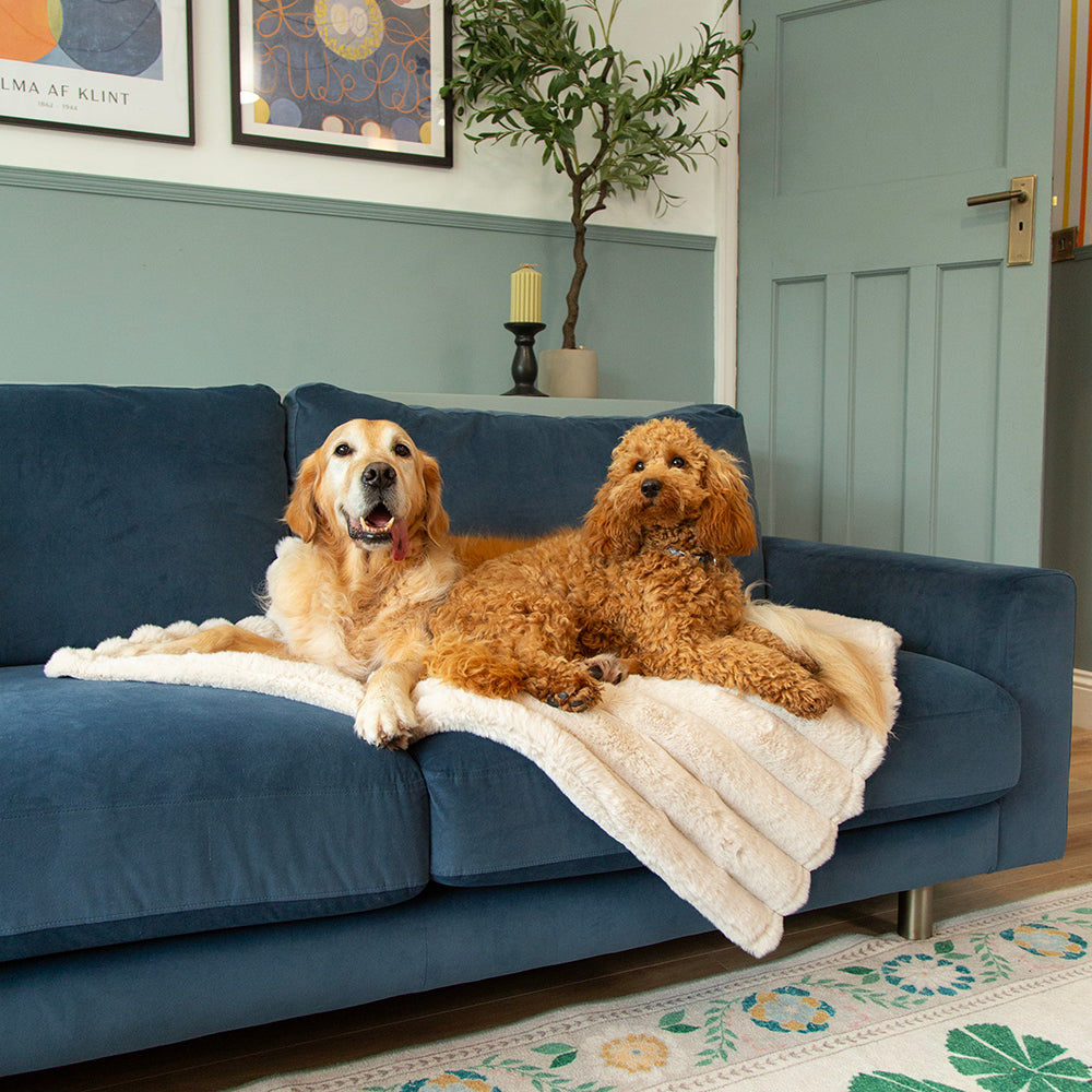 Two dogs lying on a cream faux fur blanket on a sofa indoors.