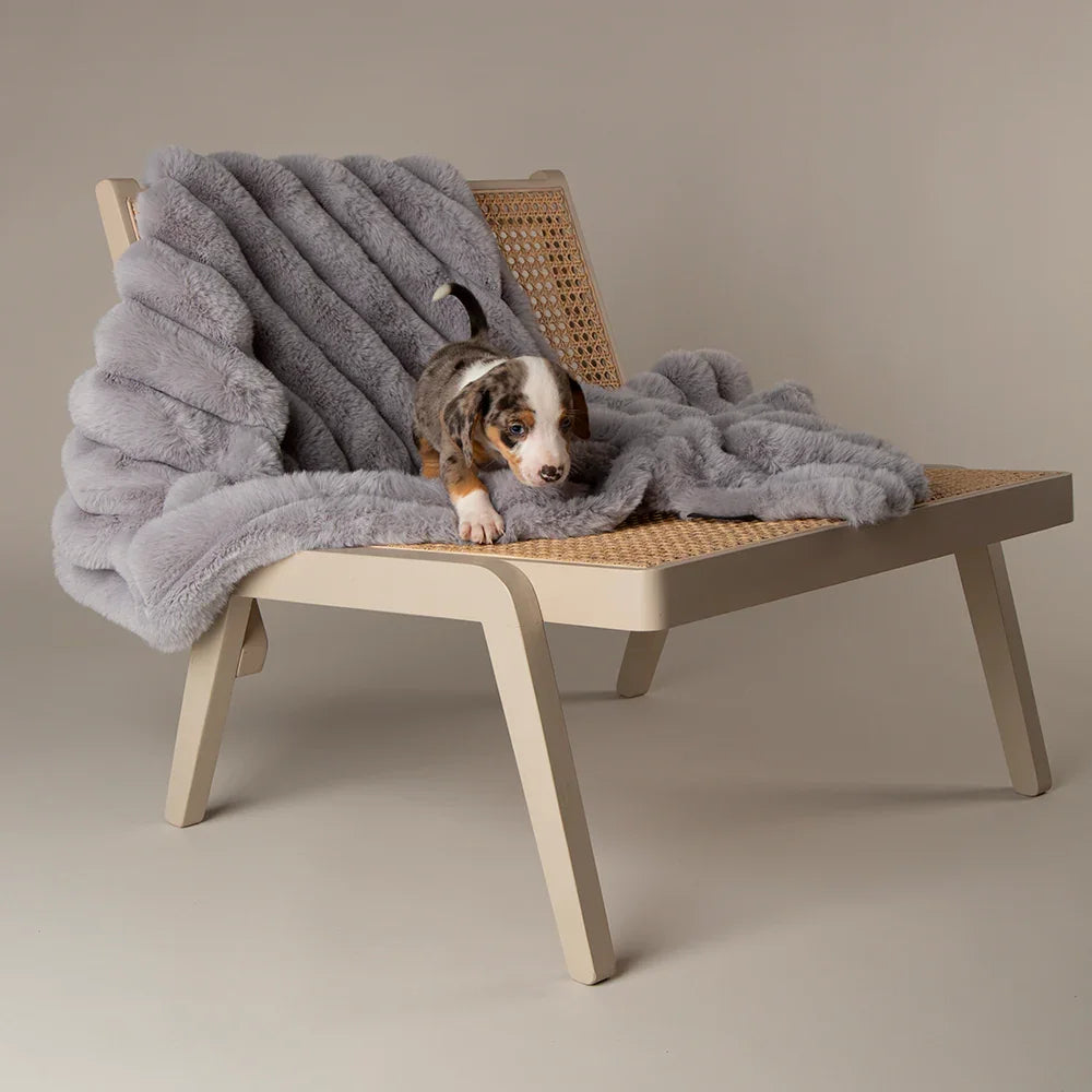Dog resting on a grey dog blanket draped over a chair