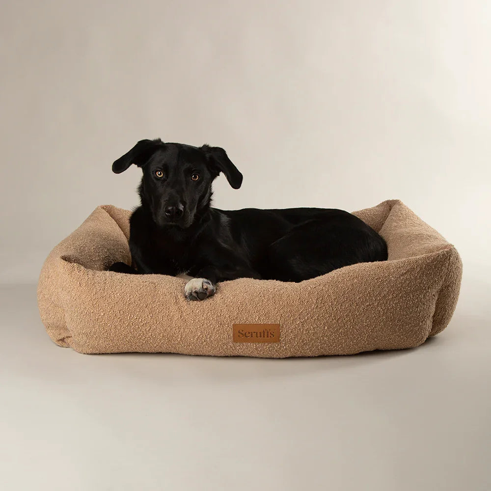 Dog resting in desert brown boucle box dog bed with raised sides