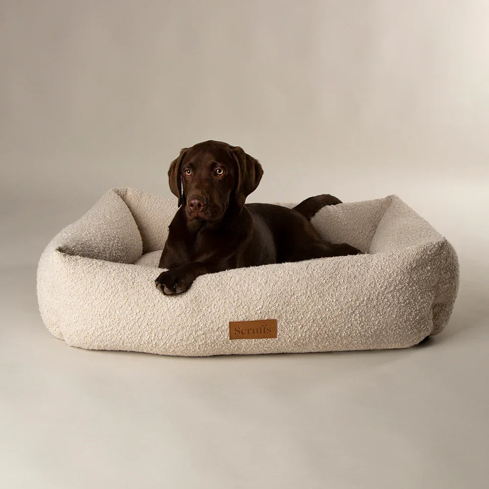 Dog resting in ivory boucle box dog bed with one piece design and deep cushioned centre
