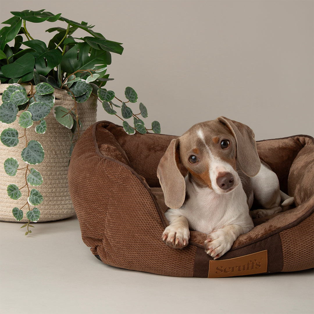 Scruffs Chester box dog bed in brown with dog at home