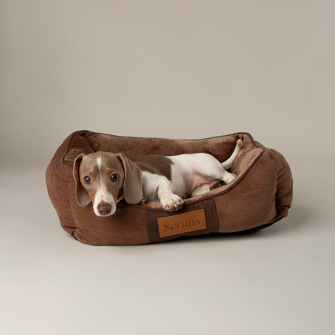 Brown Scruffs Chester box dog bed with dog resting inside