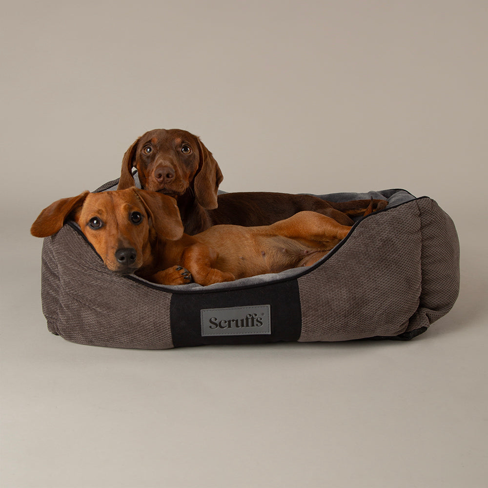 Grey Scruffs Chester box dog bed with two dogs resting