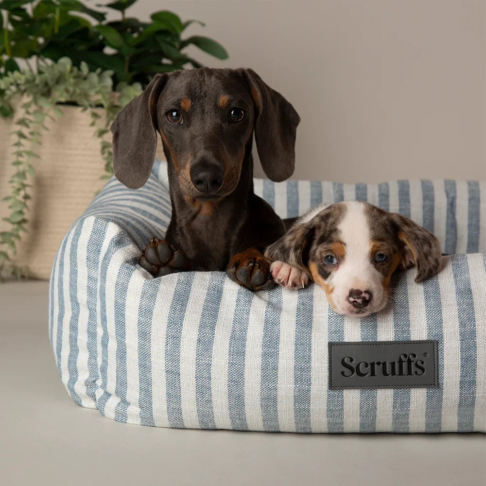 Two puppies resting in a Scruffs Coastal blue striped box dog bed