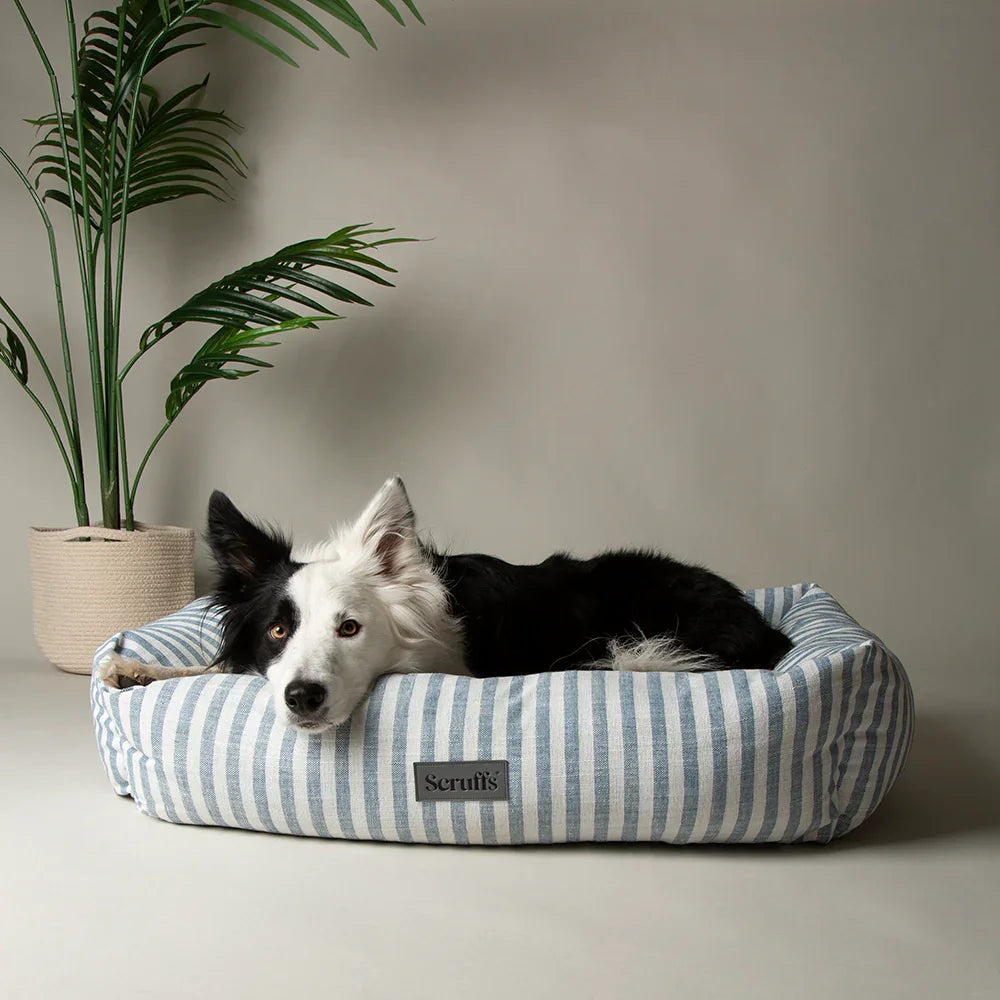 Border collie resting in a Scruffs coastal green striped box dog bed