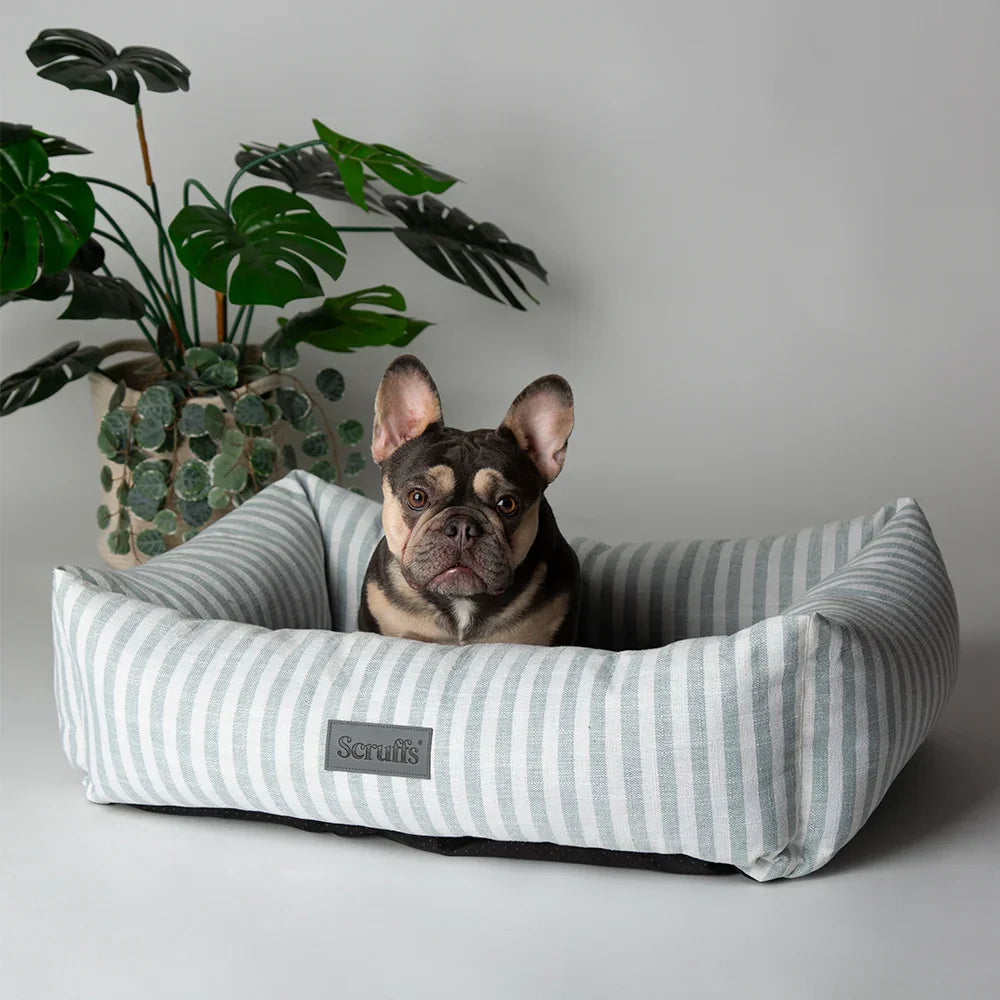 French bulldog sitting inside Scruffs Coastal green striped box dog bed