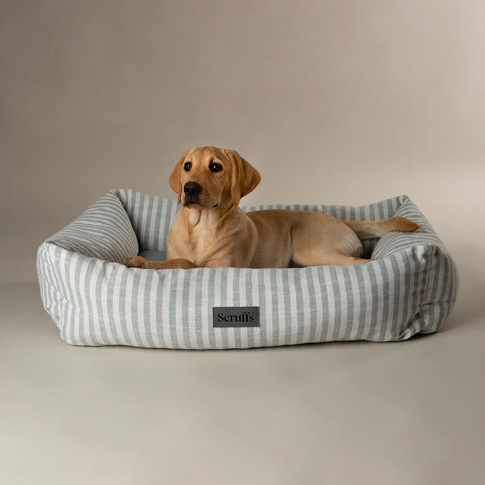 Scruffs Coastal green striped box dog bed with large Labrador resting inside
