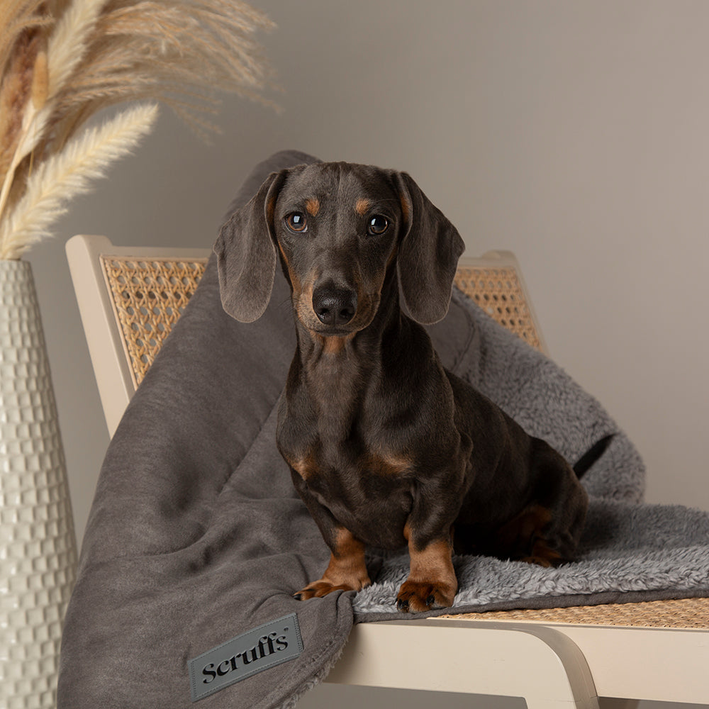 Grey Scruffs Cosy Collection dog blanket used as indoor comfort layer