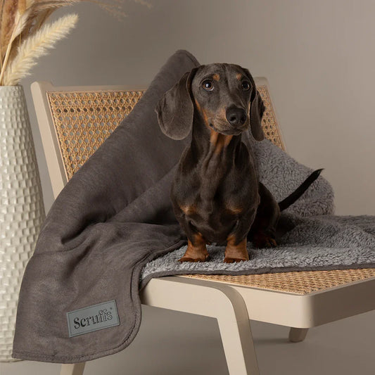 Dog wrapped in a Scruffs Cosy dog blanket on a chair