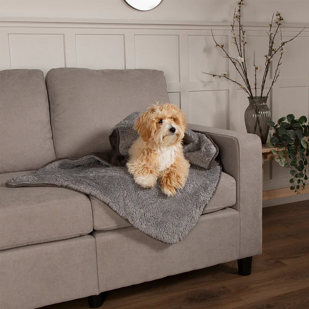 Dog sitting comfortably on a dog blanket on a sofa