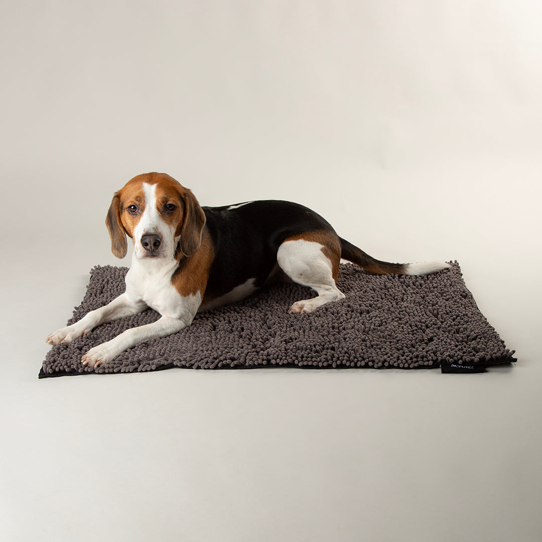 Scruffs dog drying mat in grey with beagle resting indoors