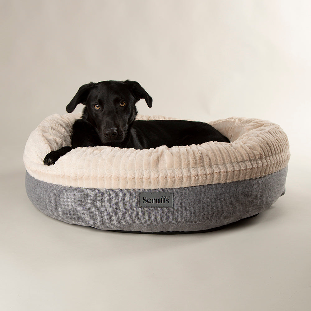 Black dog lying in the light grey Scruffs Ellen donut bed on a plain background.