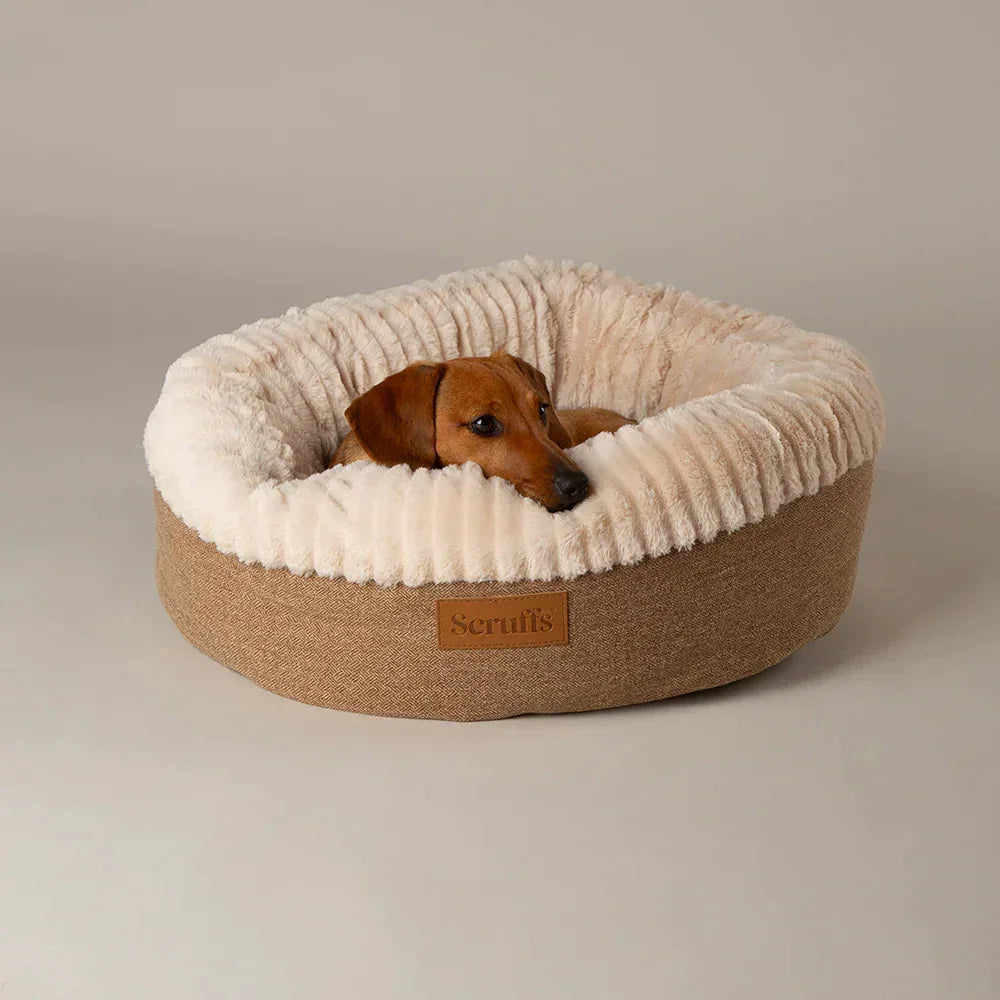 Dog resting inside the tan Scruffs Ellen donut bed on a neutral backdrop.