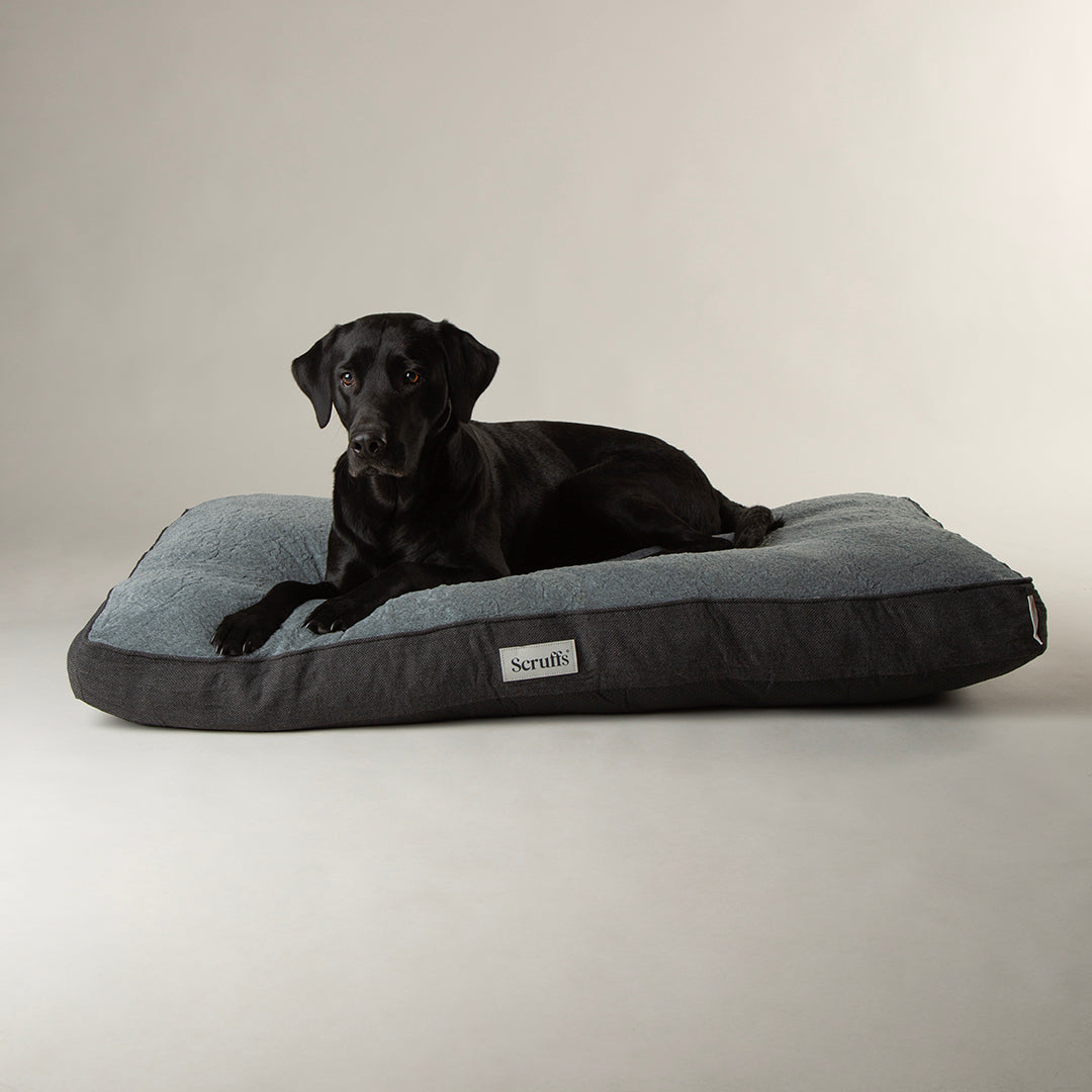 Black Labrador lying on Scruffs Harvard memory foam dog mattress in graphite grey