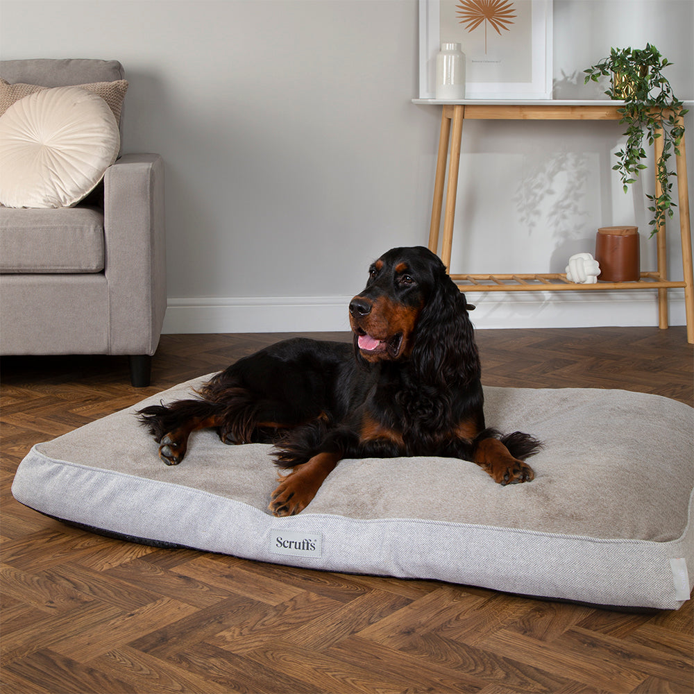 Large dog resting on Scruffs Harvard memory foam dog mattress for joint support