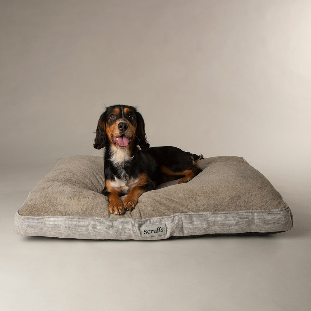 Small dog lying on Scruffs Harvard memory foam dog mattress in pearl grey