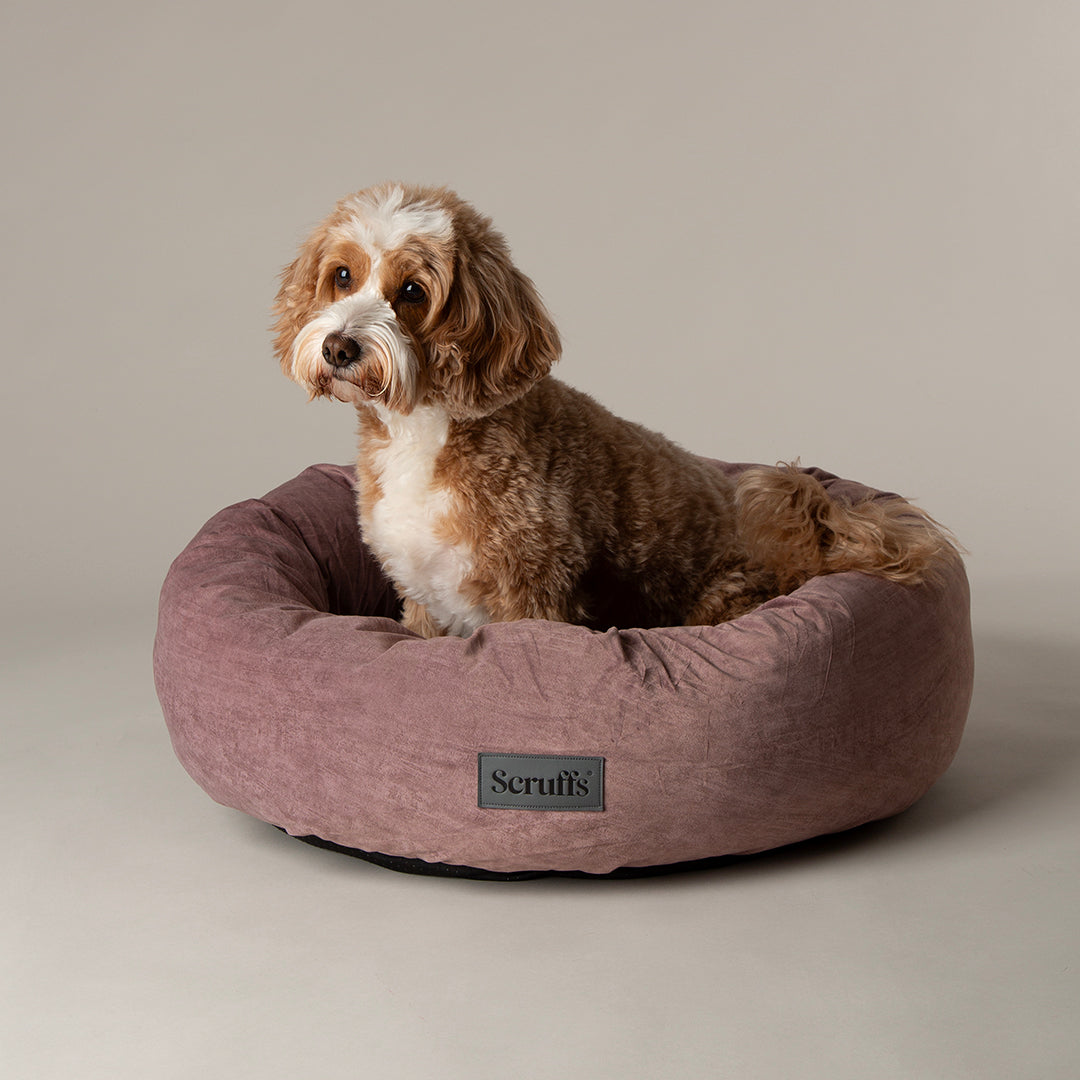 Dog relaxing in Scruffs Oslo donut dog bed in blush pink