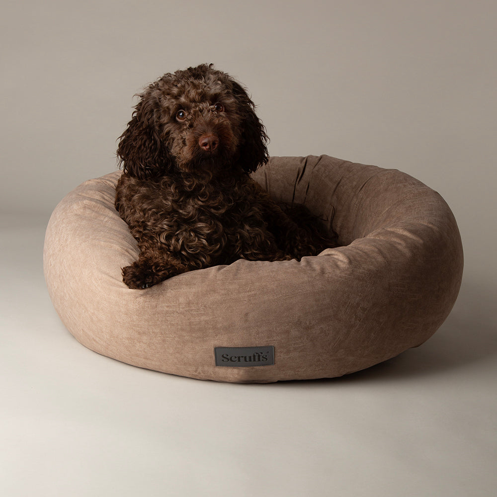 Dog resting in Scruffs Oslo donut dog bed in desert sand lifestyle setting