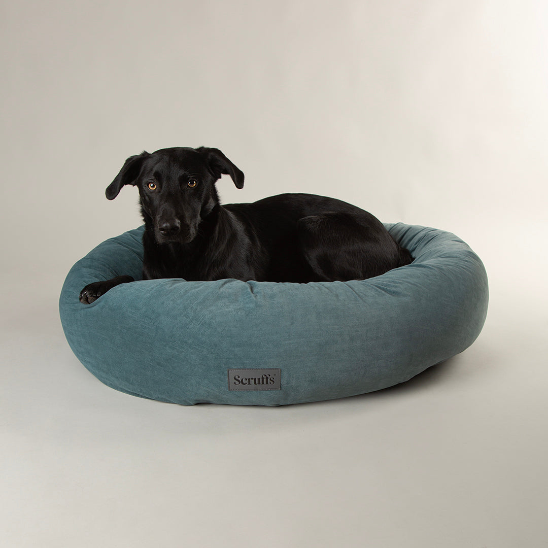 Dog lying in Scruffs Oslo donut dog bed in lake teal with raised supportive sides