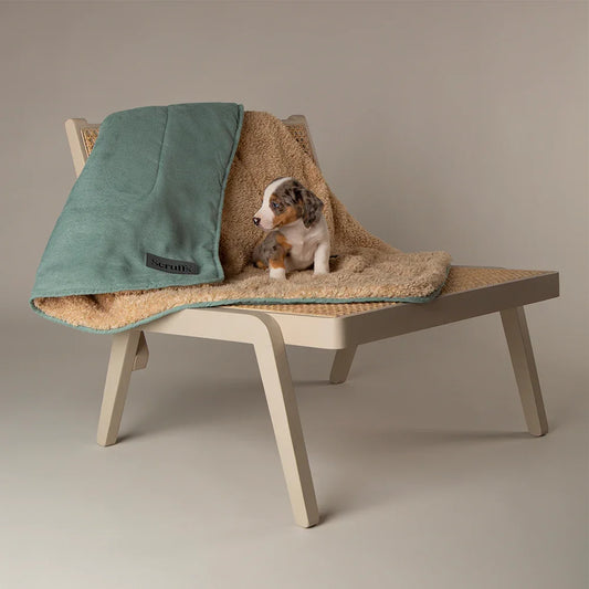 Dog sitting beneath a Scruffs Snuggle dog blanket draped over a chair