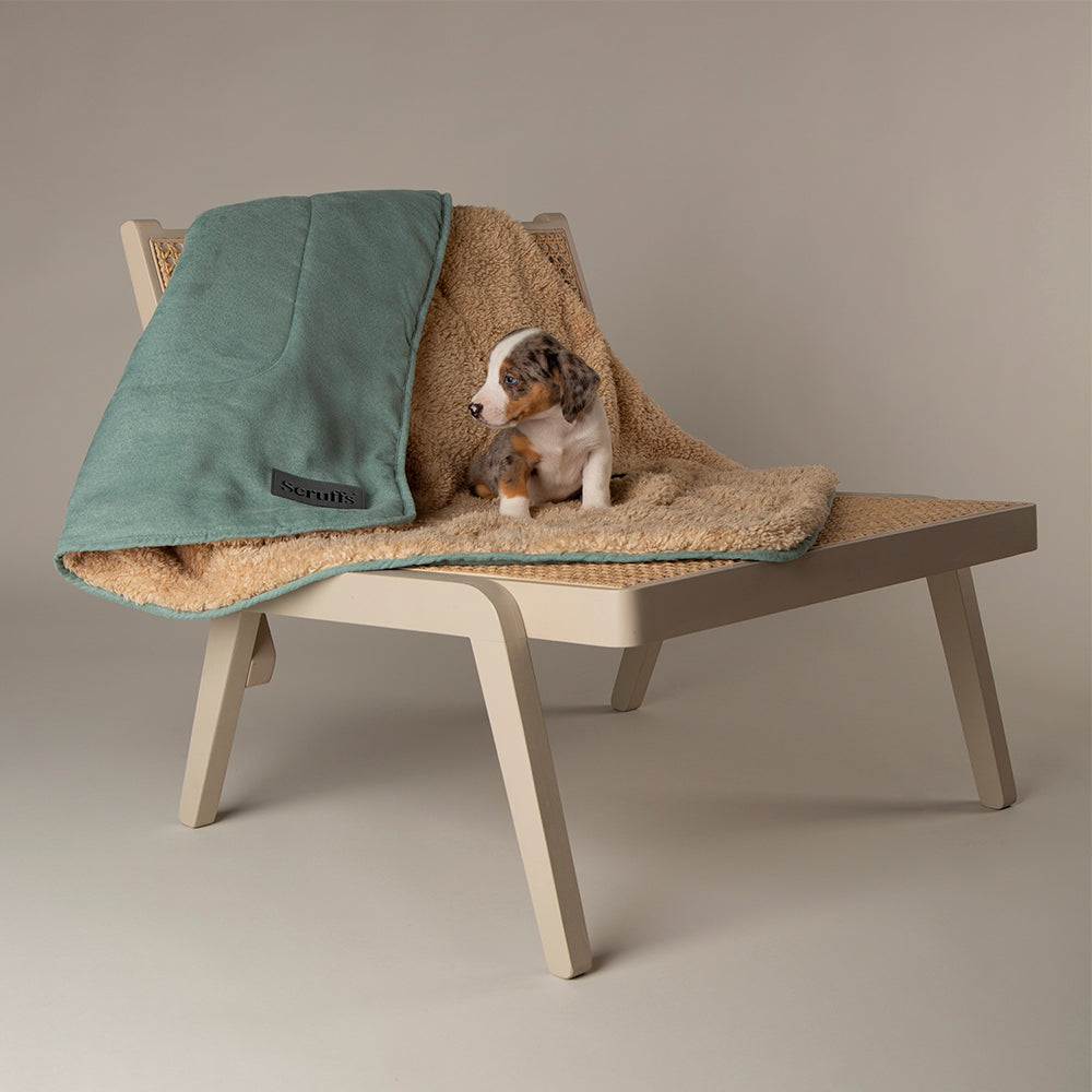 Puppy sitting on a chair with a Scruffs snuggle blanket in sage green